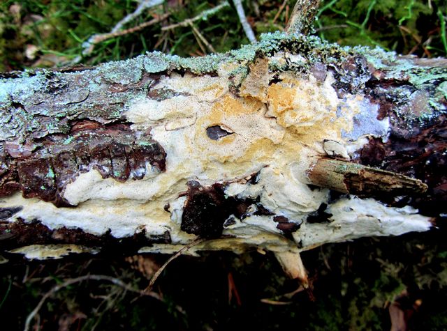 diplomitoporus flavescens gulporig ticka 3.jpg