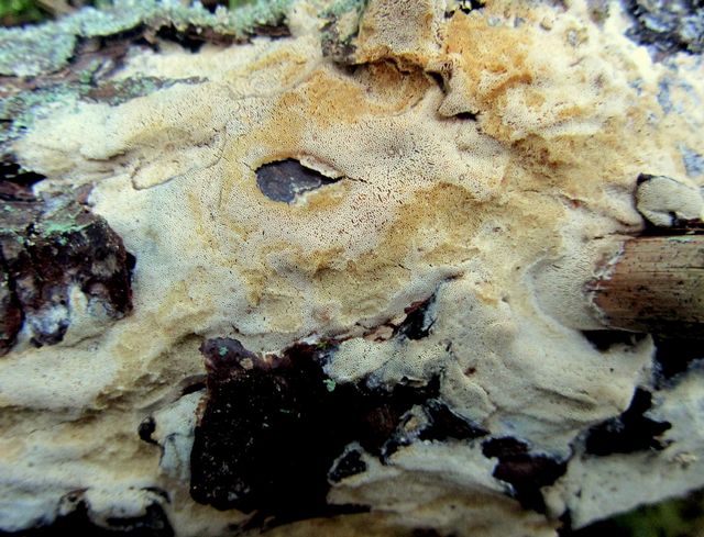 diplomitoporus flavescens gulporig ticka 1.jpg