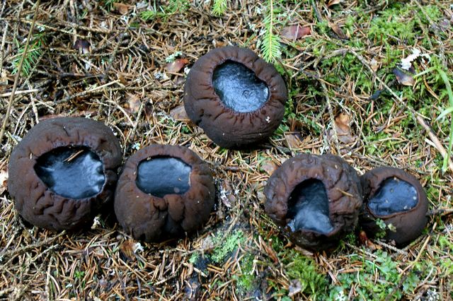 Bombmurkla6 Fjellskäfte.jpg