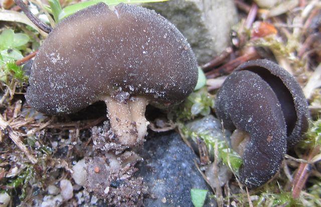 Helvella queletii 4 Ilingeskogen.jpg