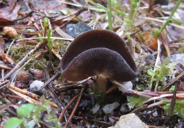 Svart pokalmurkla 6 .jpg