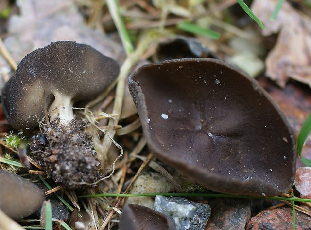 Helvella Queletii Svart pokalmurkla 1.jpg