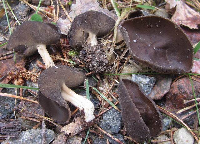 Helvella Queletii Svart pokalmurkla 3.jpg