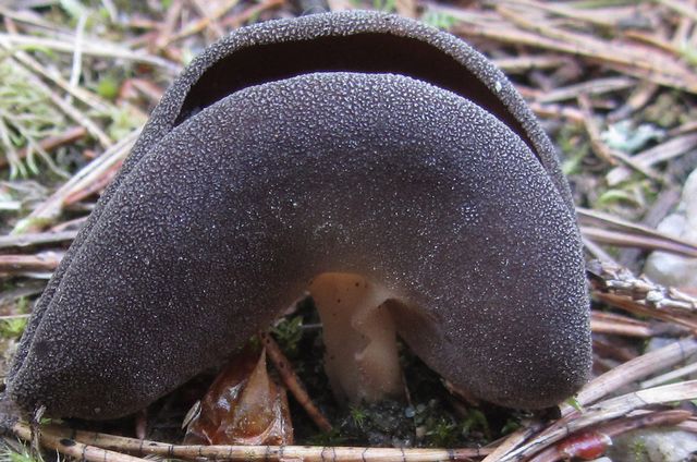 Helvella Queletii Svart pokalmurkla 4.jpg