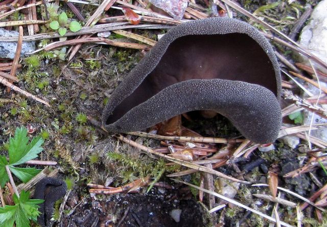 Helvella Queletii Svart pokalmurkla 5.jpg