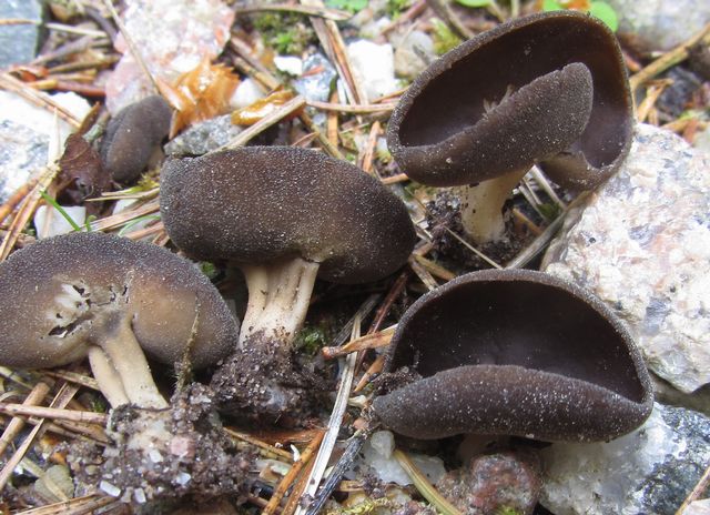 Helvella queletii 2 Ilingeskogen.jpg
