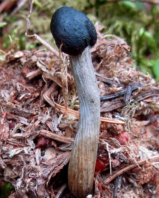 Elaphocordyceps.jpg