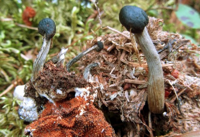 Elaphocordyceps capitara på marmorerad hjorttryffe 2 l.jpg