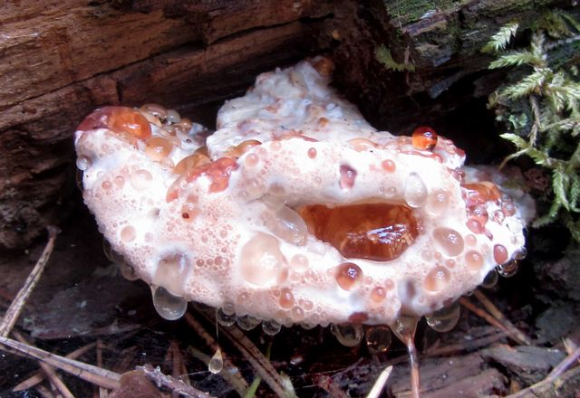 Oligoporus guttulatus  Ung frk,.jpg