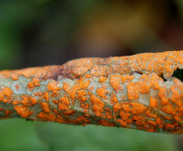 Coleosporium   campannulae  1.jpg