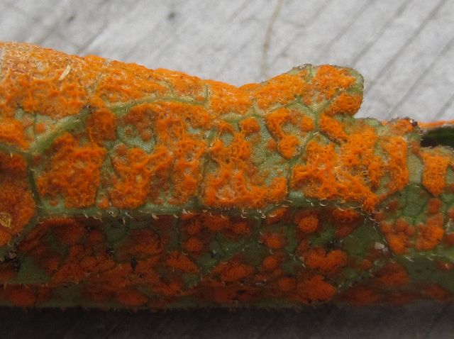 Coleosporium  campanulae 6 .jpg