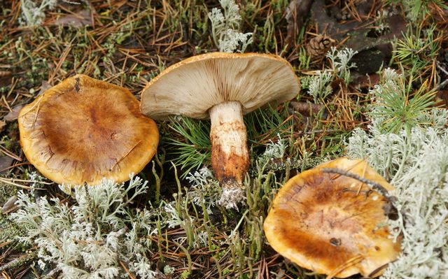 Tricholoma focale Kråsmusseron ++ 1 .jpg
