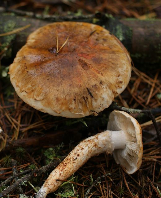 Tricholoma focale Kråsmusseron 2.jpg