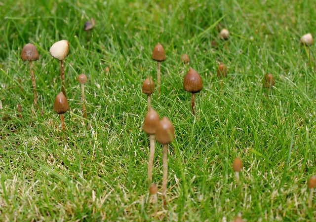 Psilocybe semilanciata 2  .jpg