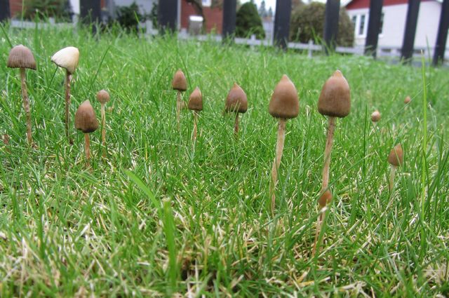 Psilocybe semilanciata + .jpg