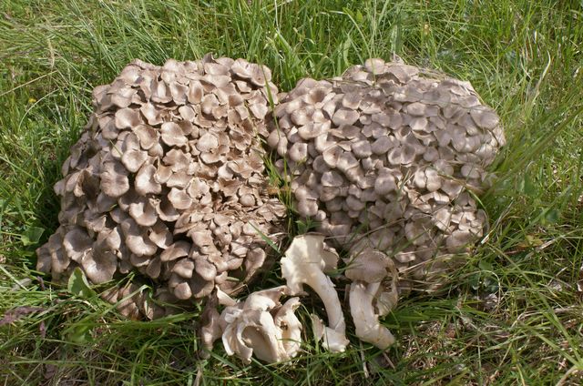 Polyporus umbellatus 4.jpg
