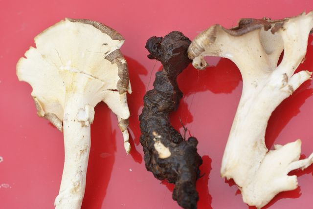 Sclerotium av grenticka med del av frk..jpg