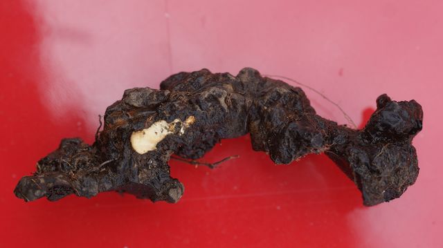 Sclerotium av grenticka.jpg