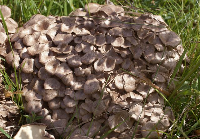 Polyporus umbellatus 1.jpg