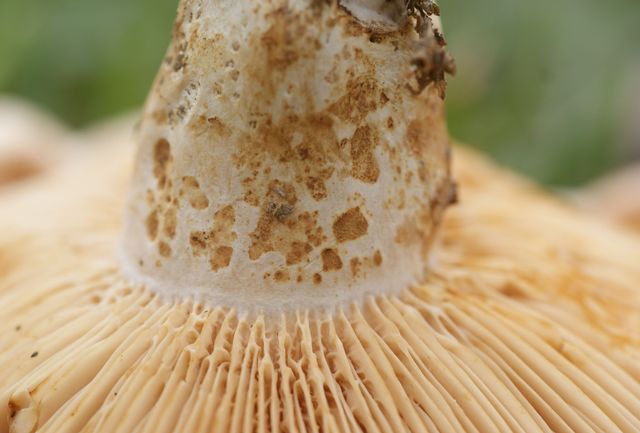 L.acerrimus, Gaffelriska foten.jpg