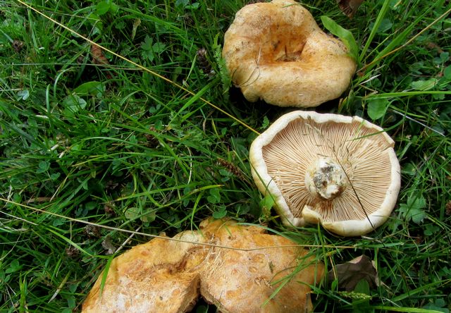 L.acerrimus, Gaffelriska.jpg