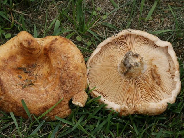 L.acerrimus, Gaffelriska (2).jpg