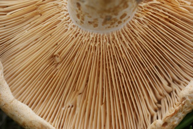 L.acerrimus, Gaffelriska skivor  .jpg