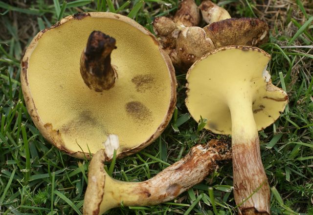 Gyrodon lividus Alsopp 7..jpg