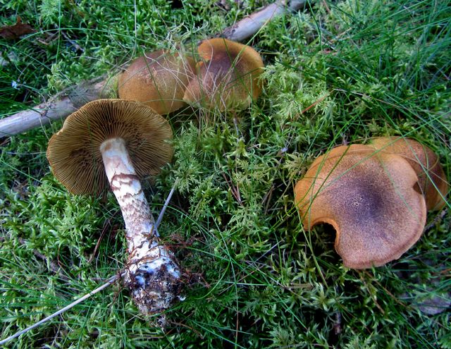 Cortinarius venetus  Olivspindelskivling 2.jpg