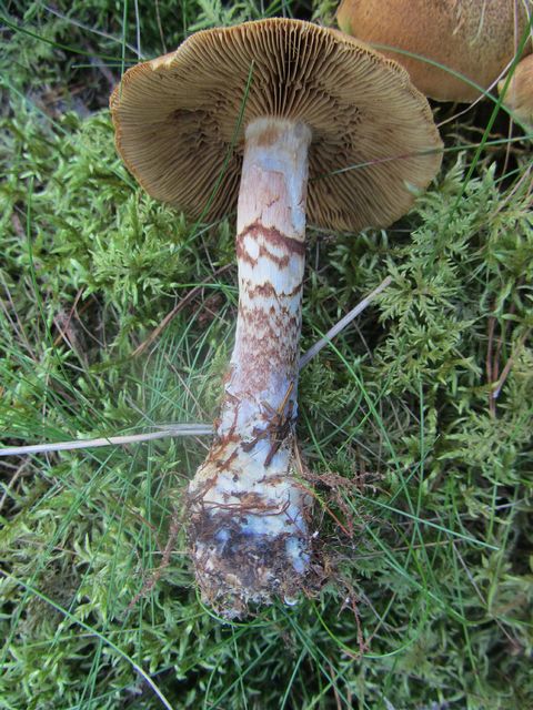 Cortinarius venetus  Olivspindelskivling.jpg