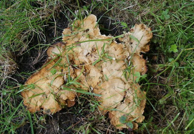 Coltricia confluens Parkskinnticka 4 .jpg