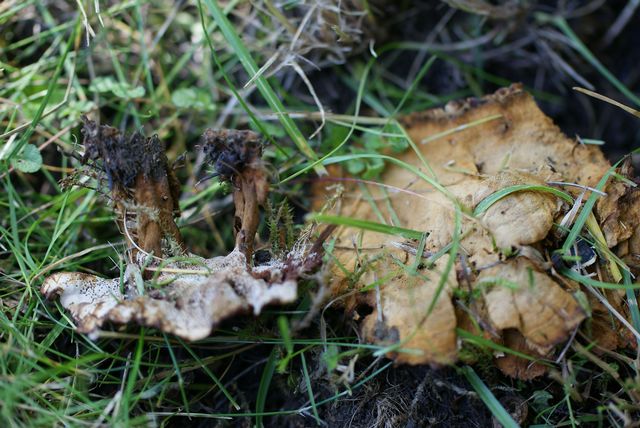 Coltricia confluens Parkskinnticka (2).jpg