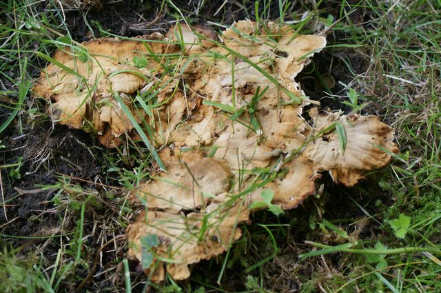 Coltricia confluens Parkskinnticka 3 .jpg