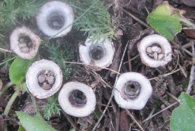Cyathus olla Blygrå brödkorgssvamp 5 .jpg