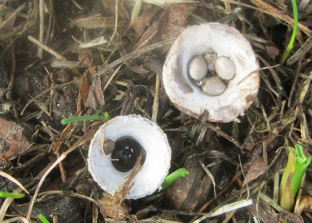 Cyathus olla Blygrå brödkorgssvamp 2.jpg