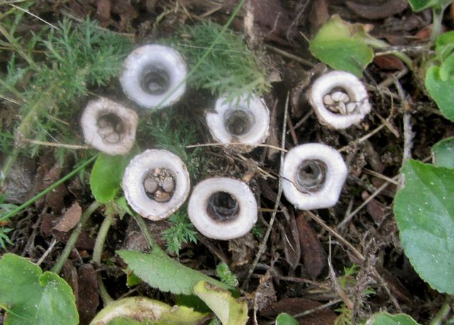Cyathus olla Blygrå brödkorgssvamp 3.jpg