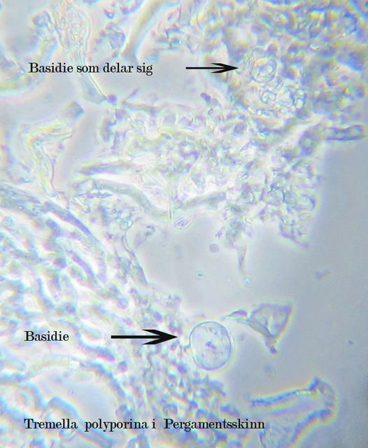 Tremella polyporina (kopia).jpg