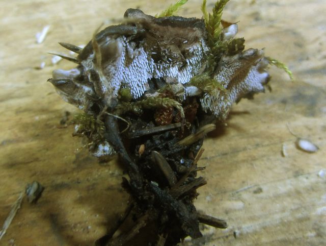 Phellodon secretus.jpg