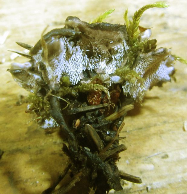 Phellodon secretus 2 .jpg