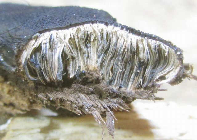 Camarops polysperma Stor sotdyna (snittbild).jpg