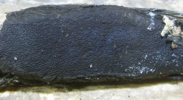 Camarops polysperma Stor sotdyna .jpg