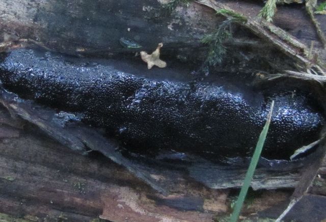 Camarops polysperma Stor sotdyna 2 .jpg