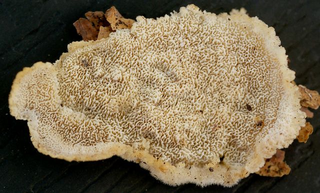 oligoporus parvus 3.jpg