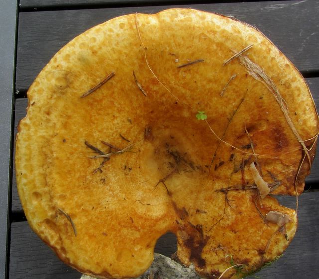 Lactarius leonius Lejonriska 2 .jpg