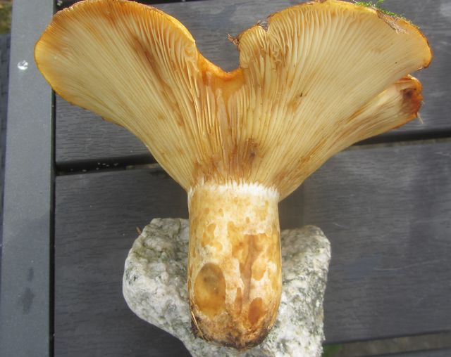 Lactarius leonius Lejonriska 1.jpg