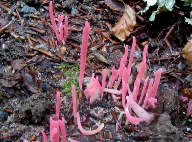 Clavaria rosea 5.jpg