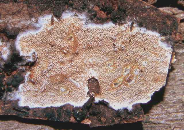 Oligoporus septentrionalis  Sprödporing.jpg