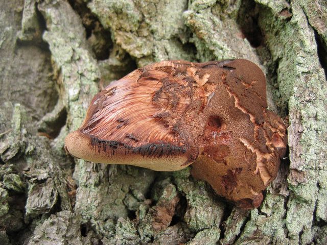 Fistulina hepatica Oxtungssvamp 2 .jpg